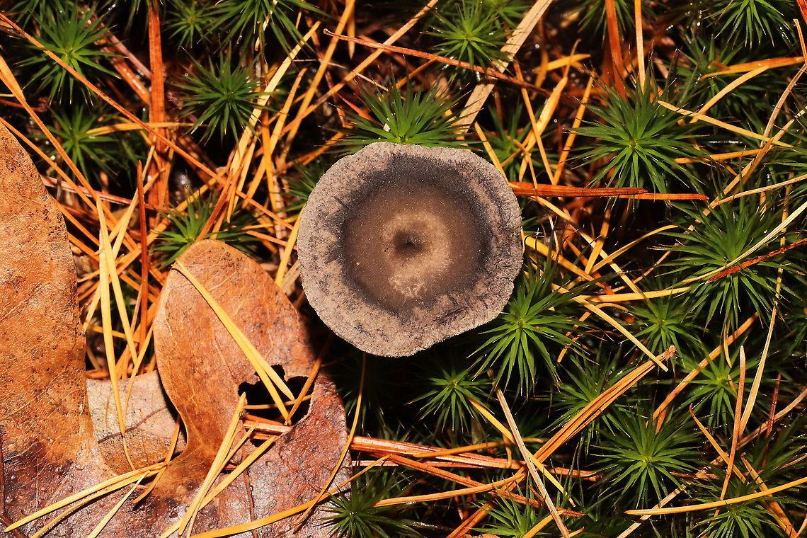 The Humpback (Cantharellula umbonata) Growing in moss below mostly pine <br />
<figure class="photo"><a href="https://www.jungledragon.com/image/124901/the_humpback_cantharellula_umbonata.html" title="The Humpback (Cantharellula umbonata)"><img src="https://s3.amazonaws.com/media.jungledragon.com/images/3231/124901_thumb.jpg?AWSAccessKeyId=05GMT0V3GWVNE7GGM1R2&Expires=1767225610&Signature=TYtmm%2BzxM2Efbvw0xt%2BIM5ZHUjs%3D" width="200" height="200" alt="The Humpback (Cantharellula umbonata) Growing in moss below mostly pine<br />
https://www.jungledragon.com/image/124902/the_humpback_cantharellula_umbonata.html<br />
https://www.jungledragon.com/image/124900/the_humpback_cantharellula_umbonata.html Cantharellula umbonata,Fall,Geotagged,Humpback,United States" /></a></figure><br />
<figure class="photo"><a href="https://www.jungledragon.com/image/124900/the_humpback_cantharellula_umbonata.html" title="The Humpback (Cantharellula umbonata)"><img src="https://s3.amazonaws.com/media.jungledragon.com/images/3231/124900_thumb.jpg?AWSAccessKeyId=05GMT0V3GWVNE7GGM1R2&Expires=1767225610&Signature=HQ8ix3hOJ4aPEQKH3sYKzqytLxU%3D" width="102" height="152" alt="The Humpback (Cantharellula umbonata) Growing in moss below mostly pine<br />
https://www.jungledragon.com/image/124901/the_humpback_cantharellula_umbonata.html<br />
https://www.jungledragon.com/image/124902/the_humpback_cantharellula_umbonata.html<br />
 Cantharellula umbonata,Fall,Geotagged,Humpback,United States" /></a></figure> Cantharellula umbonata,Fall,Geotagged,Humpback,United States