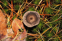 The Humpback (Cantharellula umbonata) Growing in moss below mostly pine <br />
https://www.jungledragon.com/image/124901/the_humpback_cantharellula_umbonata.html<br />
https://www.jungledragon.com/image/124900/the_humpback_cantharellula_umbonata.html Cantharellula umbonata,Fall,Geotagged,Humpback,United States
