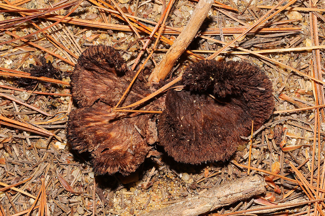 Thelephora sp, Growing in sandy/silty soil below pines.<br />
<figure class="photo"><a href="https://www.jungledragon.com/image/124904/thelephora_sp.html" title="Thelephora sp,"><img src="https://s3.amazonaws.com/media.jungledragon.com/images/3231/124904_thumb.jpg?AWSAccessKeyId=05GMT0V3GWVNE7GGM1R2&Expires=1759968010&Signature=wyJB4%2BlaoXbKgj6mgiBbQiFGdPI%3D" width="200" height="134" alt="Thelephora sp, Growing in sandy/silty soil below pines.<br />
https://www.jungledragon.com/image/124903/thelephora_sp.html Fall,Geotagged,United States" /></a></figure> Fall,Geotagged,United States