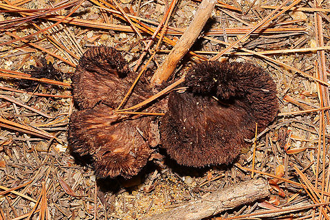 Thelephora sp, Growing in sandy/silty soil below pines.
https://www.jungledragon.com/image/124904/thelephora_sp.html Fall,Geotagged,United States