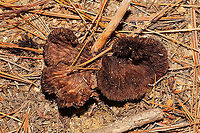 Thelephora sp, Growing in sandy/silty soil below pines.<br />
https://www.jungledragon.com/image/124904/thelephora_sp.html Fall,Geotagged,United States