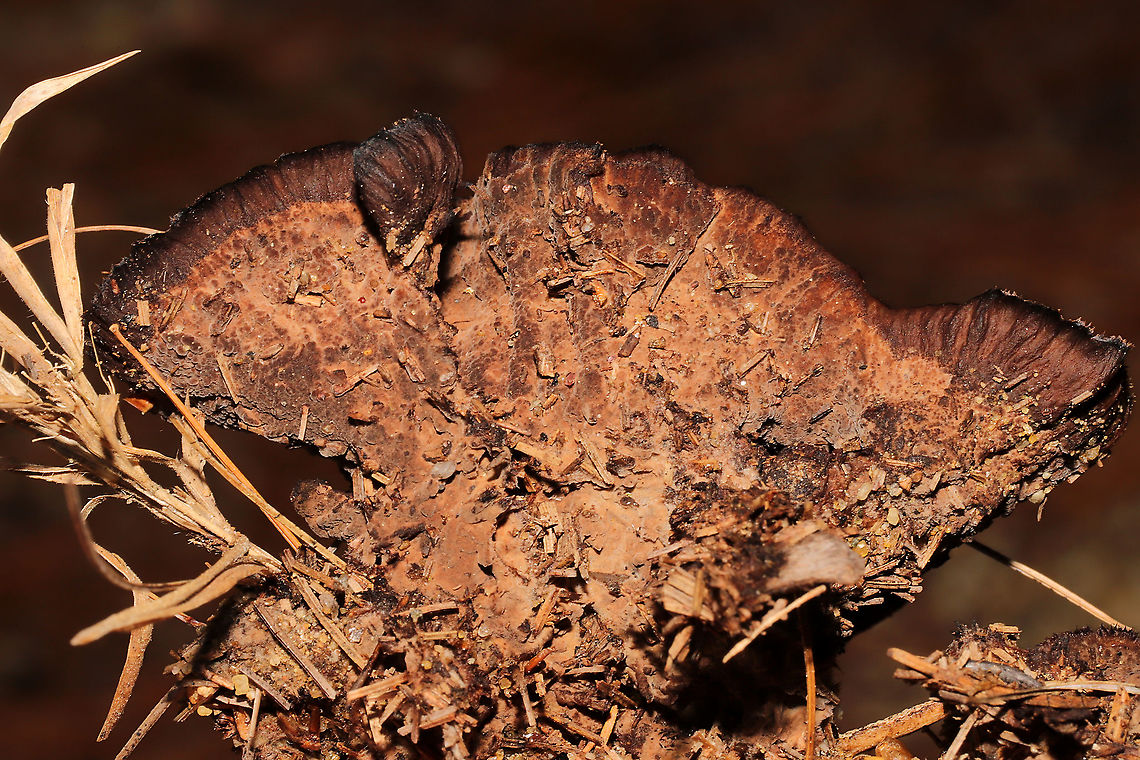 Thelephora sp, Growing in sandy/silty soil below pines.<br />
<figure class="photo"><a href="https://www.jungledragon.com/image/124903/thelephora_sp.html" title="Thelephora sp,"><img src="https://s3.amazonaws.com/media.jungledragon.com/images/3231/124903_thumb.jpg?AWSAccessKeyId=05GMT0V3GWVNE7GGM1R2&Expires=1759968010&Signature=v7UA4aEdDLbukJ%2FyhdYMO0k751E%3D" width="200" height="134" alt="Thelephora sp, Growing in sandy/silty soil below pines.<br />
https://www.jungledragon.com/image/124904/thelephora_sp.html Fall,Geotagged,United States" /></a></figure> Fall,Geotagged,United States