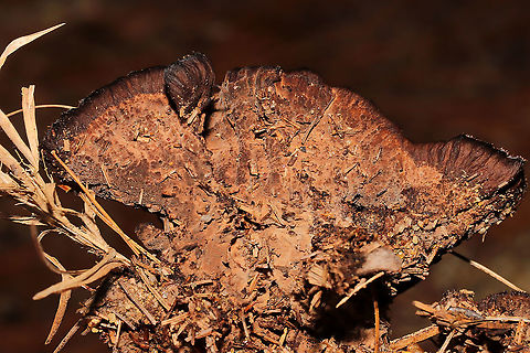 Thelephora sp, Growing in sandy/silty soil below pines.
https://www.jungledragon.com/image/124903/thelephora_sp.html Fall,Geotagged,United States