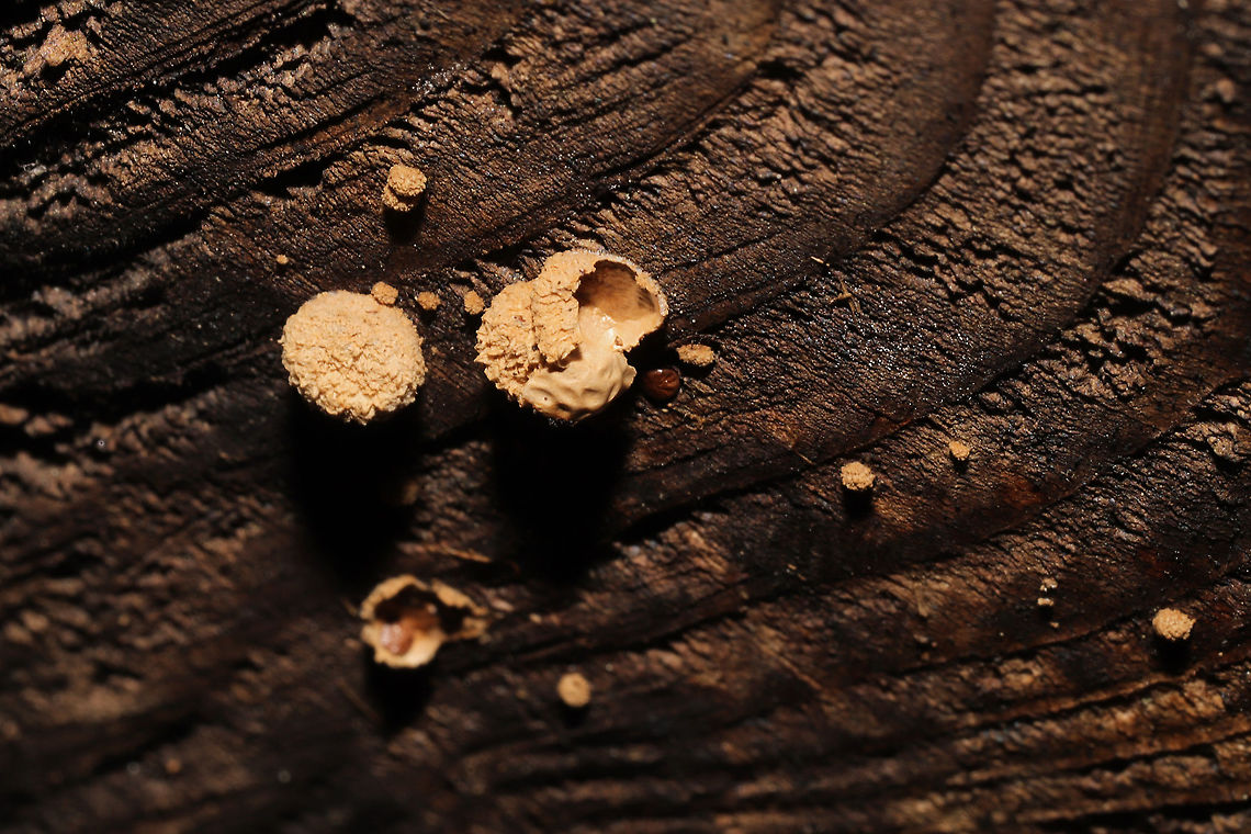 Woolly Bird's Nest Fungus (Nidula niveotomentosa)? Growing on a decorticated log which had washed up on shore/was in a flood plain.<br />
<figure class="photo"><a href="https://www.jungledragon.com/image/124907/woolly_birds_nest_fungus_nidula_niveotomentosa.html" title="Woolly Bird&#039;s Nest Fungus (Nidula niveotomentosa)?"><img src="https://s3.amazonaws.com/media.jungledragon.com/images/3231/124907_thumb.jpg?AWSAccessKeyId=05GMT0V3GWVNE7GGM1R2&Expires=1759968010&Signature=8bS4nrrzTdTd%2FAMj4ezaemWIceA%3D" width="200" height="200" alt="Woolly Bird&#039;s Nest Fungus (Nidula niveotomentosa)? Growing on a decorticated log which had washed up on shore/was in a flood plain.<br />
https://www.jungledragon.com/image/124906/woolly_birds_nest_fungus_nidula_niveotomentosa.html Fall,Geotagged,Nidula niveotomentosa,United States" /></a></figure> Fall,Geotagged,Nidula niveotomentosa,United States