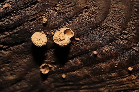 Woolly Bird's Nest Fungus (Nidula niveotomentosa)? Growing on a decorticated log which had washed up on shore/was in a flood plain.
https://www.jungledragon.com/image/124907/woolly_birds_nest_fungus_nidula_niveotomentosa.html Fall,Geotagged,Nidula niveotomentosa,United States