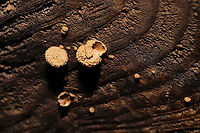 Woolly Bird's Nest Fungus (Nidula niveotomentosa)? Growing on a decorticated log which had washed up on shore/was in a flood plain.<br />
https://www.jungledragon.com/image/124907/woolly_birds_nest_fungus_nidula_niveotomentosa.html Fall,Geotagged,Nidula niveotomentosa,United States