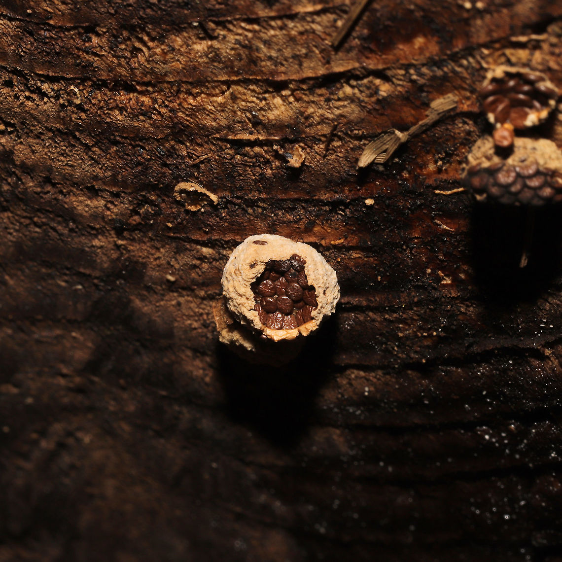 Woolly Bird's Nest Fungus (Nidula niveotomentosa)? Growing on a decorticated log which had washed up on shore/was in a flood plain.<br />
<figure class="photo"><a href="https://www.jungledragon.com/image/124906/woolly_birds_nest_fungus_nidula_niveotomentosa.html" title="Woolly Bird&#039;s Nest Fungus (Nidula niveotomentosa)?"><img src="https://s3.amazonaws.com/media.jungledragon.com/images/3231/124906_thumb.jpg?AWSAccessKeyId=05GMT0V3GWVNE7GGM1R2&Expires=1767225610&Signature=%2F7EaBT937pE0WE1DOCNhKNwj6C8%3D" width="200" height="134" alt="Woolly Bird&#039;s Nest Fungus (Nidula niveotomentosa)? Growing on a decorticated log which had washed up on shore/was in a flood plain.<br />
https://www.jungledragon.com/image/124907/woolly_birds_nest_fungus_nidula_niveotomentosa.html Fall,Geotagged,Nidula niveotomentosa,United States" /></a></figure> Fall,Geotagged,Nidula niveotomentosa,United States