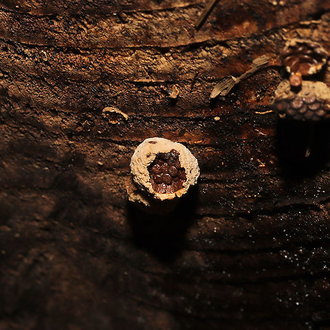 Woolly Bird's Nest Fungus (Nidula niveotomentosa)? Growing on a decorticated log which had washed up on shore/was in a flood plain.
https://www.jungledragon.com/image/124906/woolly_birds_nest_fungus_nidula_niveotomentosa.html Fall,Geotagged,Nidula niveotomentosa,United States
