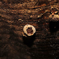 Woolly Bird's Nest Fungus (Nidula niveotomentosa)? Growing on a decorticated log which had washed up on shore/was in a flood plain.<br />
https://www.jungledragon.com/image/124906/woolly_birds_nest_fungus_nidula_niveotomentosa.html Fall,Geotagged,Nidula niveotomentosa,United States