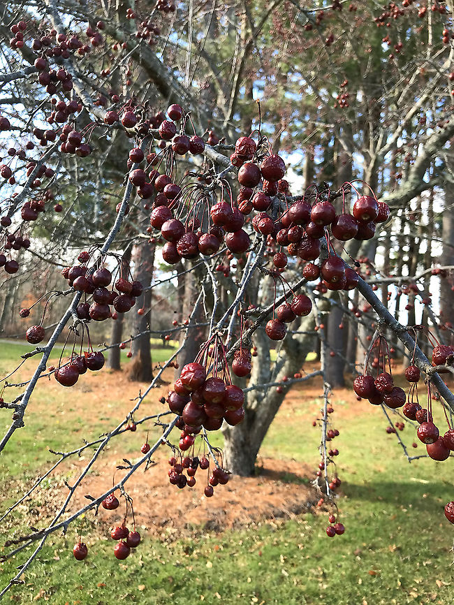 Siberian Crabapple (Malus baccata) Introduced species. <br />
<br />
Trees growing in a public park. Sorry for the crappy cellphone shot! Fall,Geotagged,Malus baccata,United States