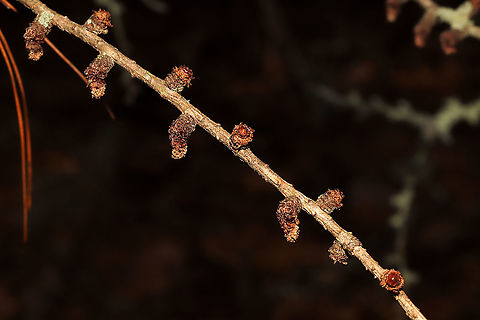 Tamarack (Larix laricina)? ID Tentative. Small, coniferous tree at the edge of a forested trail.
 Fall,Geotagged,Larix laricina,Tamarack,United States