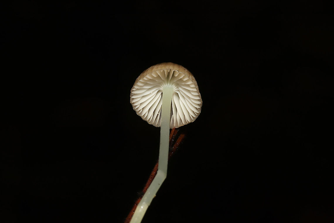 Yellowleg Bonnet (Mycena epipterygia) Growing in moss below mostly pine. Slight cucumbery/farinaceous odor.<br />
<figure class="photo"><a href="https://www.jungledragon.com/image/125024/yellowleg_bonnet_mycena_epipterygia.html" title="Yellowleg Bonnet (Mycena epipterygia)"><img src="https://s3.amazonaws.com/media.jungledragon.com/images/3231/125024_thumb.jpg?AWSAccessKeyId=05GMT0V3GWVNE7GGM1R2&Expires=1763596810&Signature=chV3VK6WC3iy2AMM0ejJGggU8dA%3D" width="200" height="134" alt="Yellowleg Bonnet (Mycena epipterygia) Growing in moss below mostly pine. Slight cucumbery/farinaceous odor.<br />
https://www.jungledragon.com/image/125023/yellowleg_bonnet_mycena_epipterygia.html Fall,Geotagged,Mycena epipterygia,United States,Yellowleg Bonnet" /></a></figure> Fall,Geotagged,Mycena epipterygia,United States,Yellowleg Bonnet