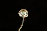 Yellowleg Bonnet (Mycena epipterygia) Growing in moss below mostly pine. Slight cucumbery/farinaceous odor.<br />
https://www.jungledragon.com/image/125024/yellowleg_bonnet_mycena_epipterygia.html Fall,Geotagged,Mycena epipterygia,United States,Yellowleg Bonnet