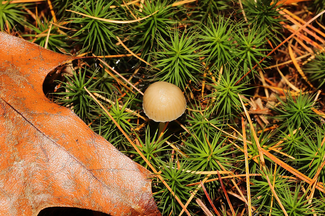 Yellowleg Bonnet (Mycena epipterygia) Growing in moss below mostly pine. Slight cucumbery/farinaceous odor.<br />
<figure class="photo"><a href="https://www.jungledragon.com/image/125023/yellowleg_bonnet_mycena_epipterygia.html" title="Yellowleg Bonnet (Mycena epipterygia)"><img src="https://s3.amazonaws.com/media.jungledragon.com/images/3231/125023_thumb.jpg?AWSAccessKeyId=05GMT0V3GWVNE7GGM1R2&Expires=1759968010&Signature=K0Ttvxa5uDpY2ShdbgMh7YDyXjc%3D" width="200" height="134" alt="Yellowleg Bonnet (Mycena epipterygia) Growing in moss below mostly pine. Slight cucumbery/farinaceous odor.<br />
https://www.jungledragon.com/image/125024/yellowleg_bonnet_mycena_epipterygia.html Fall,Geotagged,Mycena epipterygia,United States,Yellowleg Bonnet" /></a></figure> Fall,Geotagged,Mycena epipterygia,United States,Yellowleg Bonnet