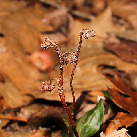 American Wintergreen (Pyrola americana) At the forested edge of the Natchaug River
https://www.jungledragon.com/image/125355/american_wintergreen_pyrola_americana.html
 American wintergreen,Fall,Geotagged,Pyrola americana,United States