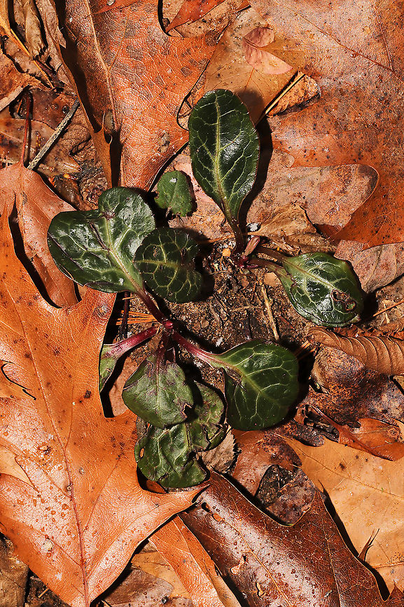 American Wintergreen (Pyrola americana) At the forested edge of the Natchaug River<br />
<figure class="photo"><a href="https://www.jungledragon.com/image/125354/american_wintergreen_pyrola_americana.html" title="American Wintergreen (Pyrola americana)"><img src="https://s3.amazonaws.com/media.jungledragon.com/images/3231/125354_thumb.jpg?AWSAccessKeyId=05GMT0V3GWVNE7GGM1R2&Expires=1770854410&Signature=LbEkxMyWoc1%2FEyrPsMjcbMvuN%2Fo%3D" width="200" height="200" alt="American Wintergreen (Pyrola americana) At the forested edge of the Natchaug River<br />
https://www.jungledragon.com/image/125355/american_wintergreen_pyrola_americana.html<br />
 American wintergreen,Fall,Geotagged,Pyrola americana,United States" /></a></figure> American wintergreen,Fall,Geotagged,Pyrola americana,United States