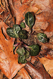 American Wintergreen