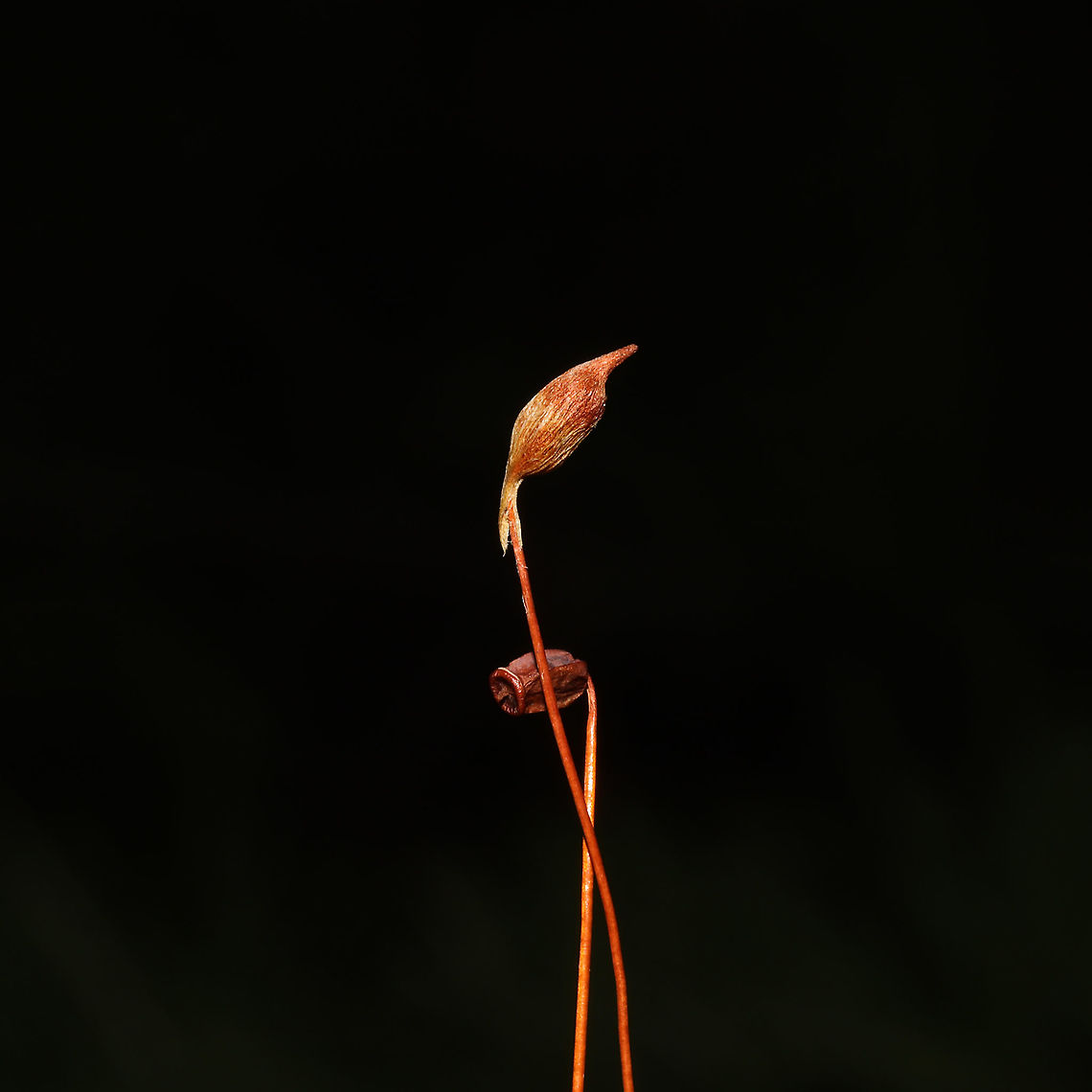Order Polytrichales Moss growing beneath mostly conifers, on a wooded trail<br />
<figure class="photo"><a href="https://www.jungledragon.com/image/125358/order_polytrichales.html" title="Order Polytrichales"><img src="https://s3.amazonaws.com/media.jungledragon.com/images/3231/125358_thumb.jpg?AWSAccessKeyId=05GMT0V3GWVNE7GGM1R2&Expires=1770854410&Signature=UILQEmjsaFUt07B5Derzaq%2FkTRk%3D" width="200" height="134" alt="Order Polytrichales Moss growing beneath mostly conifers, on a wooded trail<br />
https://www.jungledragon.com/image/125357/order_polytrichales.html Fall,Geotagged,United States" /></a></figure><br />
 Fall,Geotagged,United States