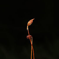Order Polytrichales Moss growing beneath mostly conifers, on a wooded trail<br />
https://www.jungledragon.com/image/125358/order_polytrichales.html<br />
 Fall,Geotagged,United States
