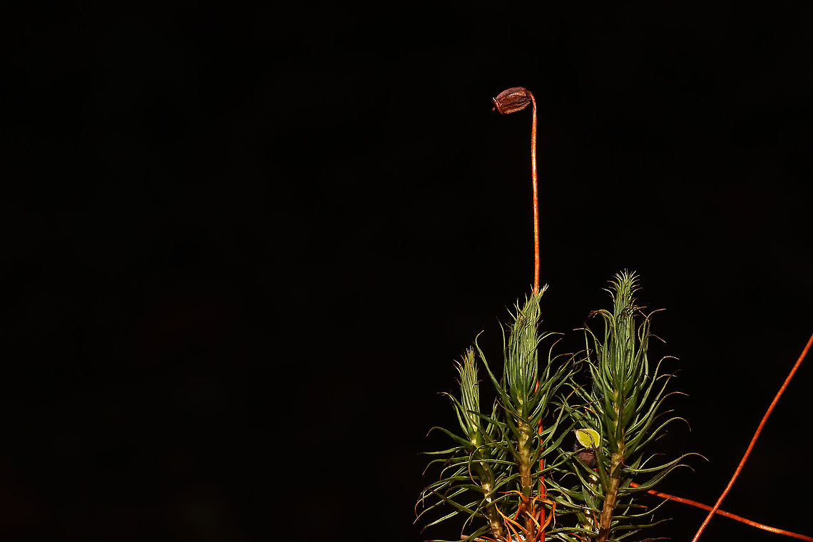 Order Polytrichales Moss growing beneath mostly conifers, on a wooded trail<br />
<figure class="photo"><a href="https://www.jungledragon.com/image/125357/order_polytrichales.html" title="Order Polytrichales"><img src="https://s3.amazonaws.com/media.jungledragon.com/images/3231/125357_thumb.jpg?AWSAccessKeyId=05GMT0V3GWVNE7GGM1R2&Expires=1759968010&Signature=k46h1Ax%2BIdRBdpvdva0bFhpZRmc%3D" width="200" height="200" alt="Order Polytrichales Moss growing beneath mostly conifers, on a wooded trail<br />
https://www.jungledragon.com/image/125358/order_polytrichales.html<br />
 Fall,Geotagged,United States" /></a></figure> Fall,Geotagged,United States