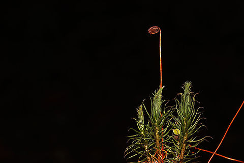 Order Polytrichales Moss growing beneath mostly conifers, on a wooded trail
https://www.jungledragon.com/image/125357/order_polytrichales.html Fall,Geotagged,United States