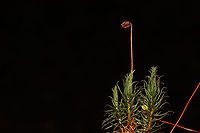 Order Polytrichales Moss growing beneath mostly conifers, on a wooded trail<br />
https://www.jungledragon.com/image/125357/order_polytrichales.html Fall,Geotagged,United States
