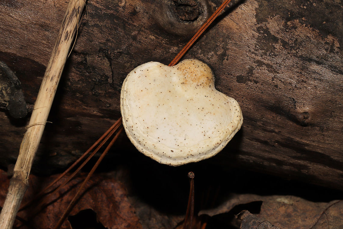 White Cheese Polypore (Tyromyces chioneus) Growing in a flood plain, on a decorticated log. Texture is very rubbery/spongy<br />
<figure class="photo"><a href="https://www.jungledragon.com/image/125360/white_cheese_polypore_tyromyces_chioneus.html" title="White Cheese Polypore (Tyromyces chioneus)"><img src="https://s3.amazonaws.com/media.jungledragon.com/images/3231/125360_thumb.jpg?AWSAccessKeyId=05GMT0V3GWVNE7GGM1R2&Expires=1767225610&Signature=zrjeoHr2ScayIAuWI5rGedF%2FS6c%3D" width="200" height="200" alt="White Cheese Polypore (Tyromyces chioneus) Growing in a flood plain, on a decorticated log. Texture is very rubbery/spongy<br />
https://www.jungledragon.com/image/125359/white_cheese_polypore_tyromyces_chioneus.html Fall,Geotagged,Tyromyces chioneus,United States,White Cheese Polypore" /></a></figure><br />
 Fall,Geotagged,Tyromyces chioneus,United States,White Cheese Polypore