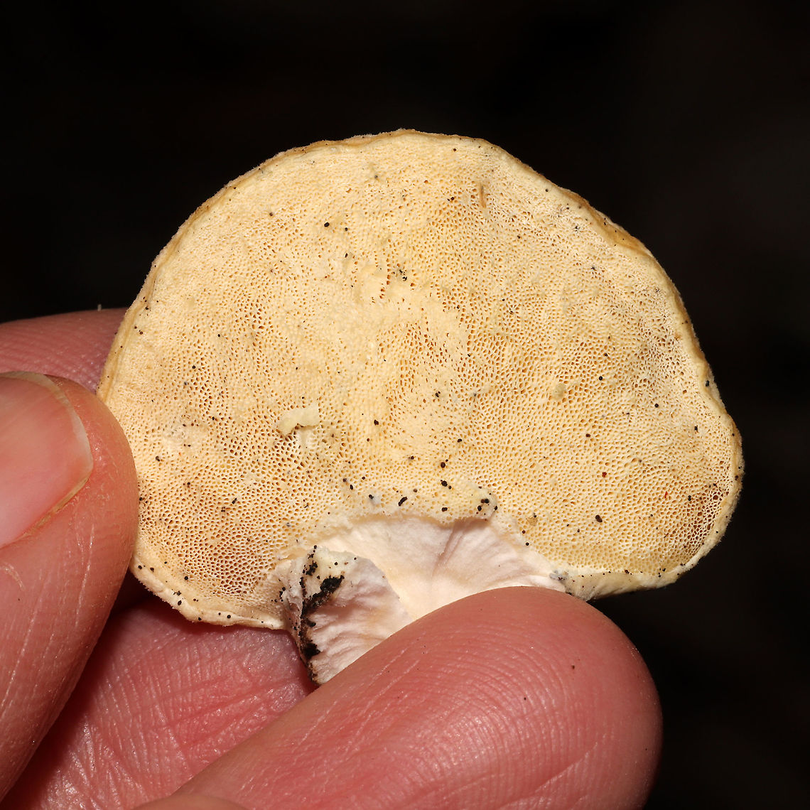 White Cheese Polypore (Tyromyces chioneus) Growing in a flood plain, on a decorticated log. Texture is very rubbery/spongy<br />
<figure class="photo"><a href="https://www.jungledragon.com/image/125359/white_cheese_polypore_tyromyces_chioneus.html" title="White Cheese Polypore (Tyromyces chioneus)"><img src="https://s3.amazonaws.com/media.jungledragon.com/images/3231/125359_thumb.jpg?AWSAccessKeyId=05GMT0V3GWVNE7GGM1R2&Expires=1767225610&Signature=j315OmNwVVdDXTcdTf2eJggfEok%3D" width="200" height="134" alt="White Cheese Polypore (Tyromyces chioneus) Growing in a flood plain, on a decorticated log. Texture is very rubbery/spongy<br />
https://www.jungledragon.com/image/125360/white_cheese_polypore_tyromyces_chioneus.html<br />
 Fall,Geotagged,Tyromyces chioneus,United States,White Cheese Polypore" /></a></figure> Fall,Geotagged,Tyromyces chioneus,United States,White Cheese Polypore