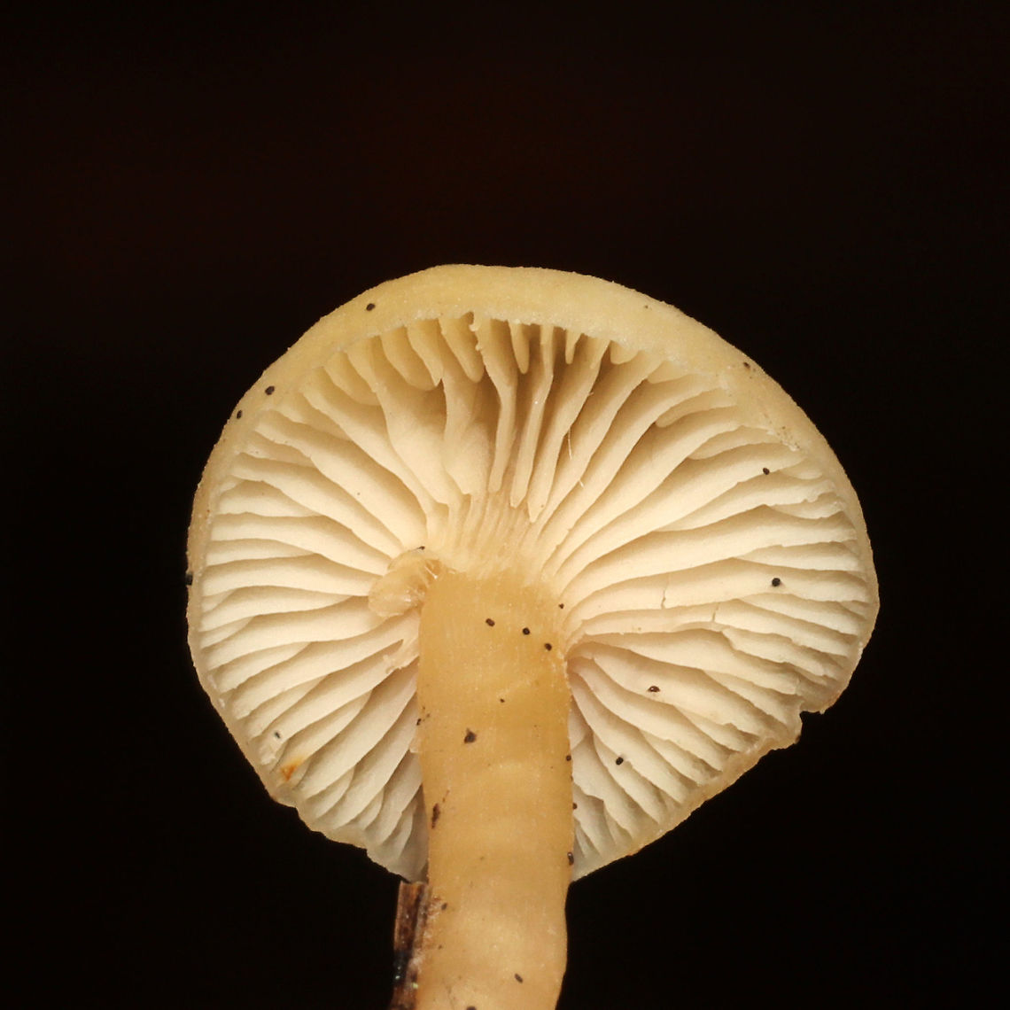 Unknown Mushie - Agaricales Growing below pines on a woodland trail<br />
<figure class="photo"><a href="https://www.jungledragon.com/image/125362/unknown_mushie_-_agaricales.html" title="Unknown Mushie - Agaricales"><img src="https://s3.amazonaws.com/media.jungledragon.com/images/3231/125362_thumb.jpg?AWSAccessKeyId=05GMT0V3GWVNE7GGM1R2&Expires=1770854410&Signature=UAZqiJ5lhezE%2FnR7hAcHPxv4y%2FY%3D" width="200" height="134" alt="Unknown Mushie - Agaricales Growing below pines on a woodland trail <br />
https://www.jungledragon.com/image/125361/unknown_mushie_-_agaricales.html<br />
https://www.jungledragon.com/image/125363/unknown_mushie_-_agaricales.html Fall,Geotagged,United States" /></a></figure><br />
<figure class="photo"><a href="https://www.jungledragon.com/image/125363/unknown_mushie_-_agaricales.html" title="Unknown Mushie - Agaricales"><img src="https://s3.amazonaws.com/media.jungledragon.com/images/3231/125363_thumb.jpg?AWSAccessKeyId=05GMT0V3GWVNE7GGM1R2&Expires=1770854410&Signature=wtdjOzAcie49ab0dzqMhlGP0OKI%3D" width="200" height="200" alt="Unknown Mushie - Agaricales Growing below pines on a woodland trail <br />
https://www.jungledragon.com/image/125361/unknown_mushie_-_agaricales.html<br />
https://www.jungledragon.com/image/125362/unknown_mushie_-_agaricales.html Fall,Geotagged,United States" /></a></figure> Fall,Geotagged,United States
