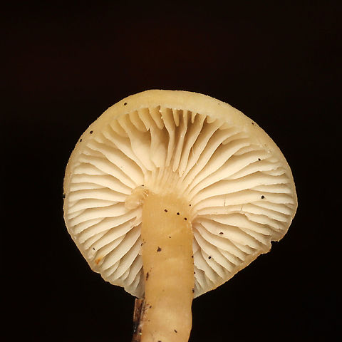 Unknown Mushie - Agaricales Growing below pines on a woodland trail
https://www.jungledragon.com/image/125362/unknown_mushie_-_agaricales.html
https://www.jungledragon.com/image/125363/unknown_mushie_-_agaricales.html Fall,Geotagged,United States