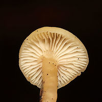 Unknown Mushie - Agaricales Growing below pines on a woodland trail<br />
https://www.jungledragon.com/image/125362/unknown_mushie_-_agaricales.html<br />
https://www.jungledragon.com/image/125363/unknown_mushie_-_agaricales.html Fall,Geotagged,United States
