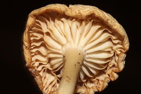 Unknown Mushie - Agaricales Growing below pines on a woodland trail 
https://www.jungledragon.com/image/125361/unknown_mushie_-_agaricales.html
https://www.jungledragon.com/image/125363/unknown_mushie_-_agaricales.html Fall,Geotagged,United States