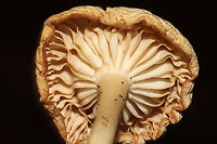 Unknown Mushie - Agaricales Growing below pines on a woodland trail <br />
https://www.jungledragon.com/image/125361/unknown_mushie_-_agaricales.html<br />
https://www.jungledragon.com/image/125363/unknown_mushie_-_agaricales.html Fall,Geotagged,United States