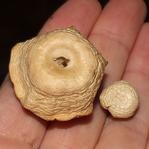 Unknown Mushie - Agaricales Growing below pines on a woodland trail 
https://www.jungledragon.com/image/125361/unknown_mushie_-_agaricales.html
https://www.jungledragon.com/image/125362/unknown_mushie_-_agaricales.html Fall,Geotagged,United States