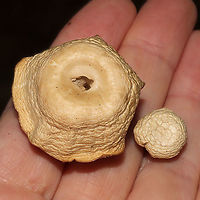 Unknown Mushie - Agaricales Growing below pines on a woodland trail <br />
https://www.jungledragon.com/image/125361/unknown_mushie_-_agaricales.html<br />
https://www.jungledragon.com/image/125362/unknown_mushie_-_agaricales.html Fall,Geotagged,United States
