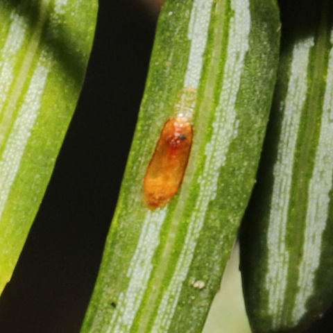 Elongate Hemlock Scale (Fiorinia externa) Elongate scales on the undersides of hemlock needles
 Elongate Hemlock Scale,Fall,Fiorinia externa,Geotagged,United States