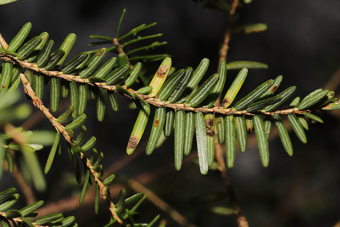 Dynaspidiotus tsugae Circular scales on the undersides of hemlock needles<br />
 Dynaspidiotus tsugae,Fall,Geotagged,Shortneedle Conifer Scale,United States