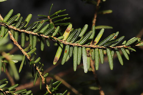 Dynaspidiotus tsugae Circular scales on the undersides of hemlock needles
 Dynaspidiotus tsugae,Fall,Geotagged,Shortneedle Conifer Scale,United States