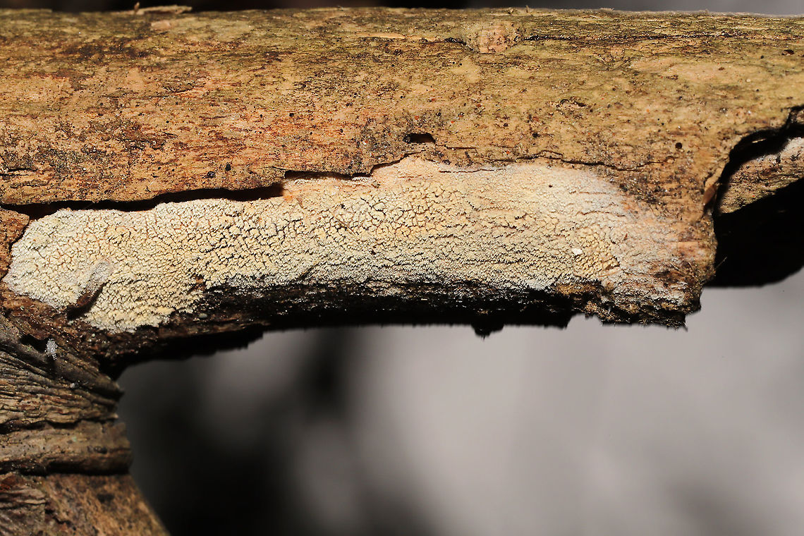 Order Hymenochaetales? Tiny, toothed fungus growing on a decorticated conifer branch. Xylodon sp. perhaps?<br />
 Fall,Geotagged,United States