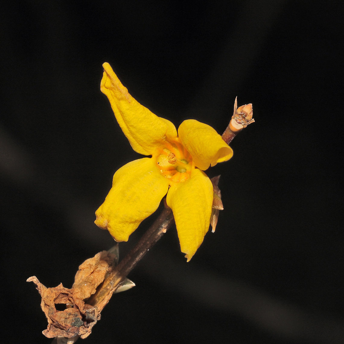 Border Forsythia (Forsythia x intermedia) Ornamental growing alongside the Natchaug River<br />
 Fall,Forsythia × intermedia,Geotagged,United States