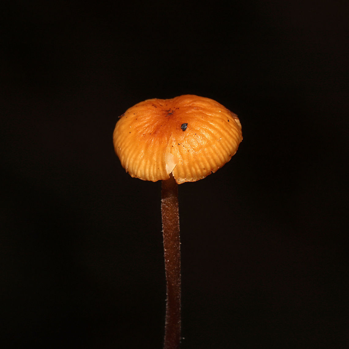 Hairy Long Stem Marasmius (Rhizomarasmius pyrrhocephalus) Growing in leaf litter on a forested trail near the Natchaug River<br />
<figure class="photo"><a href="https://www.jungledragon.com/image/125384/hairy_long_stem_marasmius_rhizomarasmius_pyrrhocephalus.html" title="Hairy Long Stem Marasmius (Rhizomarasmius pyrrhocephalus)"><img src="https://s3.amazonaws.com/media.jungledragon.com/images/3231/125384_thumb.jpg?AWSAccessKeyId=05GMT0V3GWVNE7GGM1R2&Expires=1767225610&Signature=f01JNXemvy9kX3sVs0xXtoyWCH8%3D" width="200" height="200" alt="Hairy Long Stem Marasmius (Rhizomarasmius pyrrhocephalus) Growing in leaf litter on a forested trail near the Natchaug River<br />
https://www.jungledragon.com/image/125383/hairy_long_stem_marasmius_rhizomarasmius_pyrrhocephalus.html Fall,Geotagged,Hairy Long Stem Marasmius,Rhizomarasmius pyrrhocephalus,United States" /></a></figure><br />
 Fall,Geotagged,Hairy Long Stem Marasmius,Rhizomarasmius pyrrhocephalus,United States