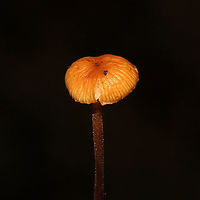 Hairy Long Stem Marasmius (Rhizomarasmius pyrrhocephalus) Growing in leaf litter on a forested trail near the Natchaug River<br />
https://www.jungledragon.com/image/125384/hairy_long_stem_marasmius_rhizomarasmius_pyrrhocephalus.html<br />
 Fall,Geotagged,Hairy Long Stem Marasmius,Rhizomarasmius pyrrhocephalus,United States