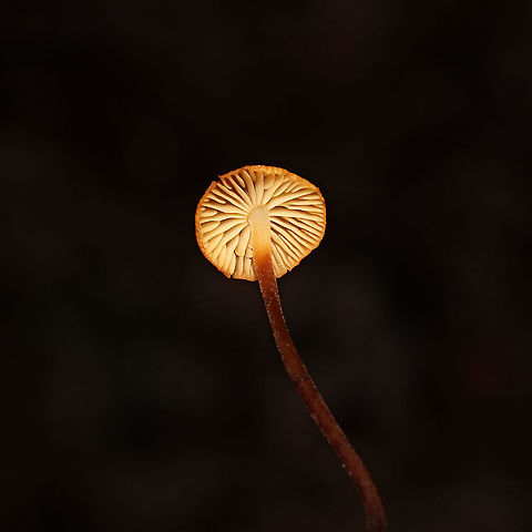 Hairy Long Stem Marasmius (Rhizomarasmius pyrrhocephalus) Growing in leaf litter on a forested trail near the Natchaug River
https://www.jungledragon.com/image/125383/hairy_long_stem_marasmius_rhizomarasmius_pyrrhocephalus.html Fall,Geotagged,Hairy Long Stem Marasmius,Rhizomarasmius pyrrhocephalus,United States