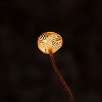 Hairy Long Stem Marasmius (Rhizomarasmius pyrrhocephalus) Growing in leaf litter on a forested trail near the Natchaug River<br />
https://www.jungledragon.com/image/125383/hairy_long_stem_marasmius_rhizomarasmius_pyrrhocephalus.html Fall,Geotagged,Hairy Long Stem Marasmius,Rhizomarasmius pyrrhocephalus,United States