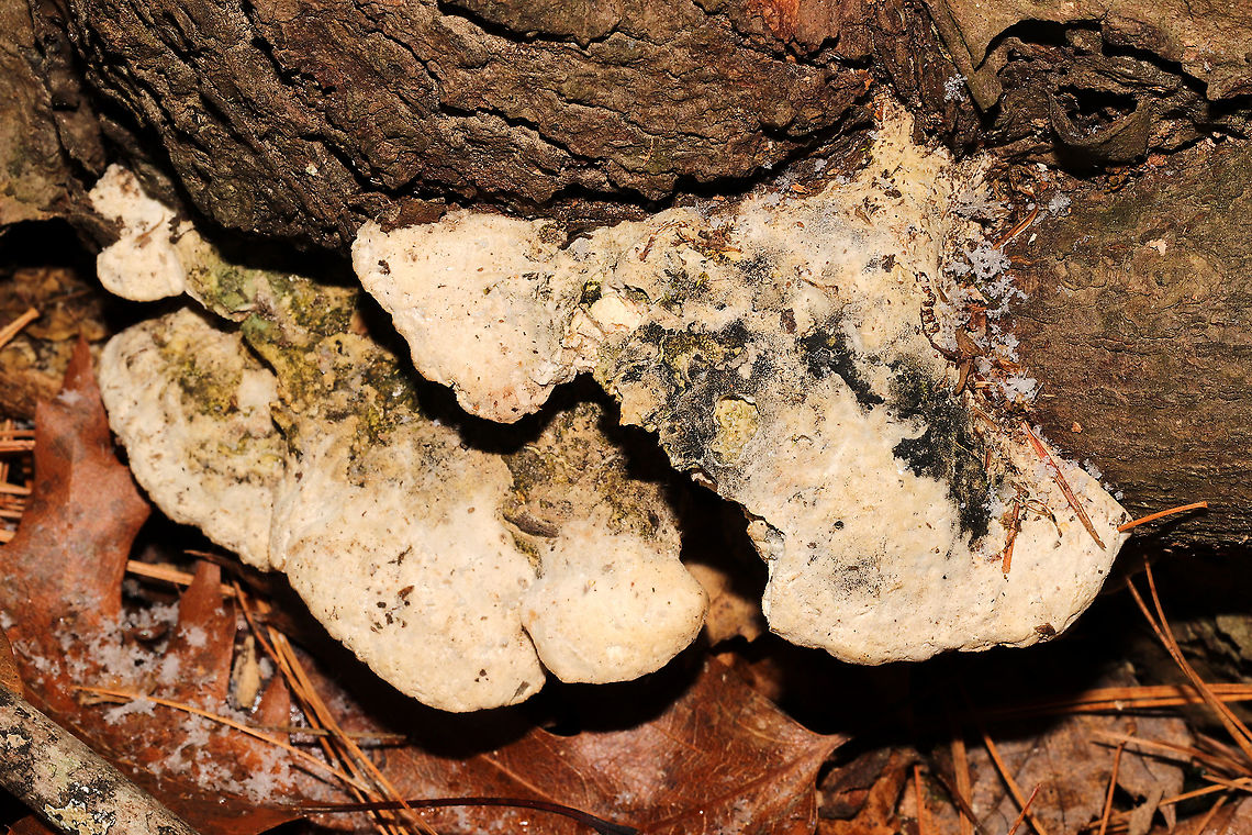 Rigidoporus/Oxyporus populinus? Growing at the base of a hardwood tree on a forest trail. Didn&#039;t feel particularly soft (so I don&#039;t think it is Tyromyces). Maybe Rigidoporus populinus? Fall,Geotagged,Oxyporus populinus,United States