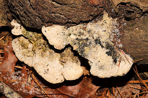 Rigidoporus/Oxyporus populinus? Growing at the base of a hardwood tree on a forest trail. Didn't feel particularly soft (so I don't think it is Tyromyces). Maybe Rigidoporus populinus? Fall,Geotagged,Oxyporus populinus,United States