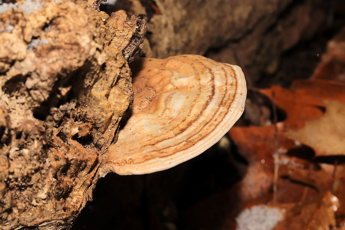 Ganoderma lobatum Bracket fungi on a highly rotted log at a river&#039;s edge. Reddish/brown spore drop. Tiny pores with long tubes that don&#039;t stain. Interior flesh is rusty red.<br />
<figure class="photo"><a href="https://www.jungledragon.com/image/125465/ganoderma_lobatum.html" title="Ganoderma lobatum"><img src="https://s3.amazonaws.com/media.jungledragon.com/images/3231/125465_thumb.jpg?AWSAccessKeyId=05GMT0V3GWVNE7GGM1R2&Expires=1759968010&Signature=CjK%2FXcyK50W8lUWmFjncrGNA8YU%3D" width="200" height="134" alt="Ganoderma lobatum Bracket fungi on a highly rotted log at a river&#039;s edge. Reddish/brown spore drop. Tiny pores with long tubes that don&#039;t stain. Interior flesh is rusty red. <br />
https://www.jungledragon.com/image/125464/family_polyporaceae.html<br />
https://www.jungledragon.com/image/125466/family_polyporaceae.html<br />
https://www.jungledragon.com/image/125467/family_polyporaceae.html<br />
 Fall,Ganoderma lobatum,Geotagged,United States" /></a></figure><br />
<figure class="photo"><a href="https://www.jungledragon.com/image/125466/ganoderma_lobatum.html" title="Ganoderma lobatum"><img src="https://s3.amazonaws.com/media.jungledragon.com/images/3231/125466_thumb.jpg?AWSAccessKeyId=05GMT0V3GWVNE7GGM1R2&Expires=1759968010&Signature=Ha7hoXx5ZQTsYxHLYV%2Bhd00oy%2B4%3D" width="200" height="134" alt="Ganoderma lobatum Bracket fungi on a highly rotted log at a river&#039;s edge. Reddish/brown spore drop. Tiny pores with long tubes that don&#039;t stain. Interior flesh is rusty red. <br />
https://www.jungledragon.com/image/125464/family_polyporaceae.html<br />
https://www.jungledragon.com/image/125465/family_polyporaceae.html<br />
https://www.jungledragon.com/image/125467/family_polyporaceae.html Fall,Ganoderma lobatum,Geotagged,United States" /></a></figure><br />
<figure class="photo"><a href="https://www.jungledragon.com/image/125467/ganoderma_lobatum.html" title="Ganoderma lobatum"><img src="https://s3.amazonaws.com/media.jungledragon.com/images/3231/125467_thumb.jpg?AWSAccessKeyId=05GMT0V3GWVNE7GGM1R2&Expires=1759968010&Signature=8XEySubsuGicrY3GWYuPp3fptQw%3D" width="200" height="200" alt="Ganoderma lobatum Bracket fungi on a highly rotted log at a river&#039;s edge. Reddish/brown spore drop. Tiny pores with long tubes that don&#039;t stain. Interior flesh is rusty red. <br />
https://www.jungledragon.com/image/125464/family_polyporaceae.html<br />
https://www.jungledragon.com/image/125466/family_polyporaceae.html<br />
https://www.jungledragon.com/image/125465/family_polyporaceae.html Fall,Ganoderma lobatum,Geotagged,United States" /></a></figure> Fall,Ganoderma lobatum,Geotagged,United States