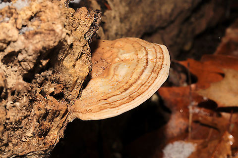Ganoderma lobatum Bracket fungi on a highly rotted log at a river's edge. Reddish/brown spore drop. Tiny pores with long tubes that don't stain. Interior flesh is rusty red.
https://www.jungledragon.com/image/125465/family_polyporaceae.html
https://www.jungledragon.com/image/125466/family_polyporaceae.html
https://www.jungledragon.com/image/125467/family_polyporaceae.html Fall,Ganoderma lobatum,Geotagged,United States