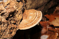 Ganoderma lobatum Bracket fungi on a highly rotted log at a river's edge. Reddish/brown spore drop. Tiny pores with long tubes that don't stain. Interior flesh is rusty red.<br />
https://www.jungledragon.com/image/125465/family_polyporaceae.html<br />
https://www.jungledragon.com/image/125466/family_polyporaceae.html<br />
https://www.jungledragon.com/image/125467/family_polyporaceae.html Fall,Ganoderma lobatum,Geotagged,United States