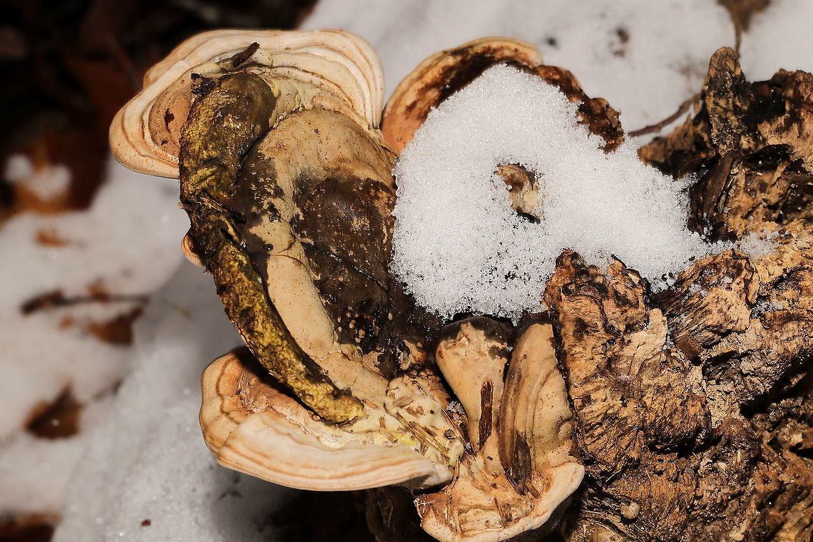 Ganoderma lobatum Bracket fungi on a highly rotted log at a river&#039;s edge. Reddish/brown spore drop. Tiny pores with long tubes that don&#039;t stain. Interior flesh is rusty red. <br />
<figure class="photo"><a href="https://www.jungledragon.com/image/125464/ganoderma_lobatum.html" title="Ganoderma lobatum"><img src="https://s3.amazonaws.com/media.jungledragon.com/images/3231/125464_thumb.jpg?AWSAccessKeyId=05GMT0V3GWVNE7GGM1R2&Expires=1759968010&Signature=UNwbfrekWVzLHmVGcFVighKSCKk%3D" width="200" height="134" alt="Ganoderma lobatum Bracket fungi on a highly rotted log at a river&#039;s edge. Reddish/brown spore drop. Tiny pores with long tubes that don&#039;t stain. Interior flesh is rusty red.<br />
https://www.jungledragon.com/image/125465/family_polyporaceae.html<br />
https://www.jungledragon.com/image/125466/family_polyporaceae.html<br />
https://www.jungledragon.com/image/125467/family_polyporaceae.html Fall,Ganoderma lobatum,Geotagged,United States" /></a></figure><br />
<figure class="photo"><a href="https://www.jungledragon.com/image/125466/ganoderma_lobatum.html" title="Ganoderma lobatum"><img src="https://s3.amazonaws.com/media.jungledragon.com/images/3231/125466_thumb.jpg?AWSAccessKeyId=05GMT0V3GWVNE7GGM1R2&Expires=1759968010&Signature=Ha7hoXx5ZQTsYxHLYV%2Bhd00oy%2B4%3D" width="200" height="134" alt="Ganoderma lobatum Bracket fungi on a highly rotted log at a river&#039;s edge. Reddish/brown spore drop. Tiny pores with long tubes that don&#039;t stain. Interior flesh is rusty red. <br />
https://www.jungledragon.com/image/125464/family_polyporaceae.html<br />
https://www.jungledragon.com/image/125465/family_polyporaceae.html<br />
https://www.jungledragon.com/image/125467/family_polyporaceae.html Fall,Ganoderma lobatum,Geotagged,United States" /></a></figure><br />
<figure class="photo"><a href="https://www.jungledragon.com/image/125467/ganoderma_lobatum.html" title="Ganoderma lobatum"><img src="https://s3.amazonaws.com/media.jungledragon.com/images/3231/125467_thumb.jpg?AWSAccessKeyId=05GMT0V3GWVNE7GGM1R2&Expires=1759968010&Signature=8XEySubsuGicrY3GWYuPp3fptQw%3D" width="200" height="200" alt="Ganoderma lobatum Bracket fungi on a highly rotted log at a river&#039;s edge. Reddish/brown spore drop. Tiny pores with long tubes that don&#039;t stain. Interior flesh is rusty red. <br />
https://www.jungledragon.com/image/125464/family_polyporaceae.html<br />
https://www.jungledragon.com/image/125466/family_polyporaceae.html<br />
https://www.jungledragon.com/image/125465/family_polyporaceae.html Fall,Ganoderma lobatum,Geotagged,United States" /></a></figure><br />
 Fall,Ganoderma lobatum,Geotagged,United States